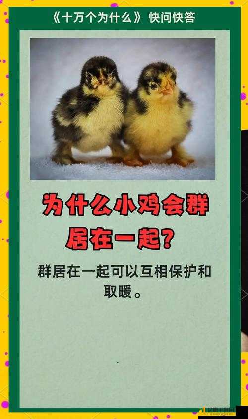 小鸡宝宝爆问!世界上使用人数最多的语言是它?答案颠覆认知!